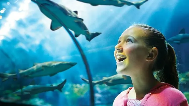 Spend Your Day at  Seaworld Orlando