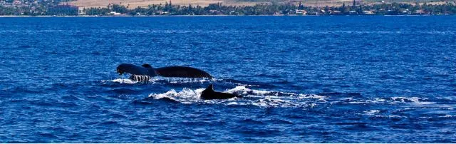 繽紛夏威夷 | 如何玩轉彩虹州,這幾種顏色告訴你!