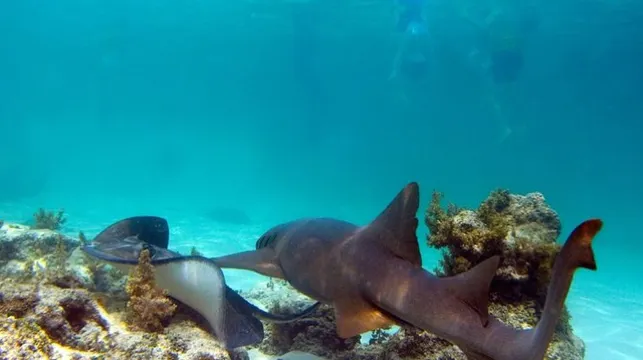 Experience one-of-a-kind aquarium, Miami Seaquarium