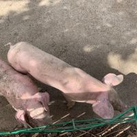 評論圖片 6
