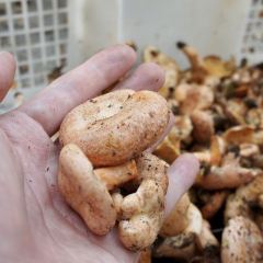 野菌王风干腊排骨 User Photo