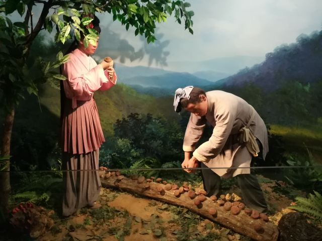 慶元縣香菇博物館