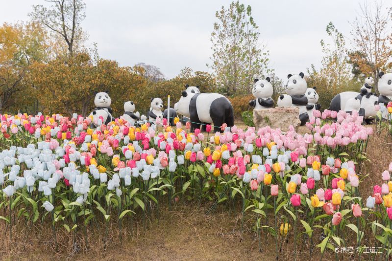 The Flower Expo Park of Bangbu