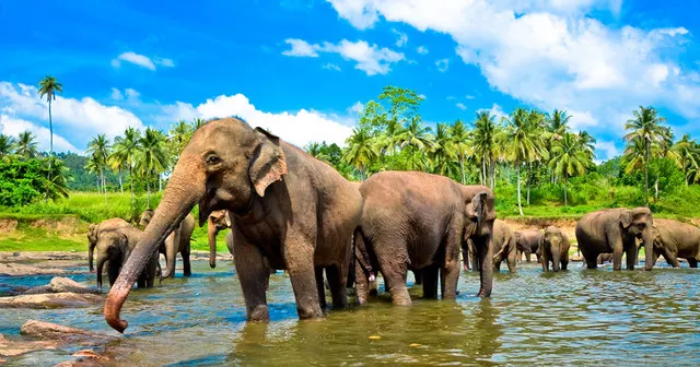 Some Things You Must Do in When Sri Lanka