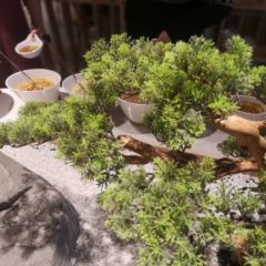 煌盛汕頭牛肉火鍋(金山湖店)張用戶圖片