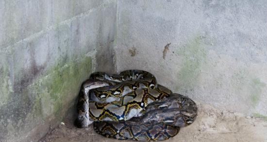 Phuket Cobra Show and Snake Farm