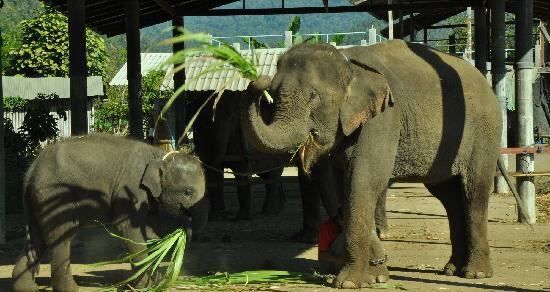 Meidan Elephant Camp