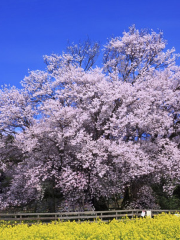 Isshingyo Sakura Tree
