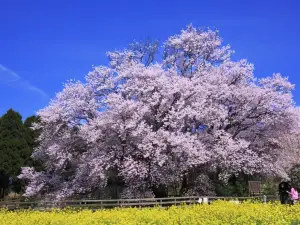 一心行大櫻