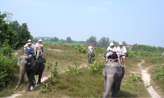 Pattaya Elephant Village