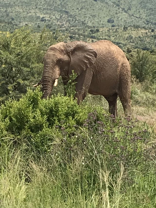 Johannesburg Zoo