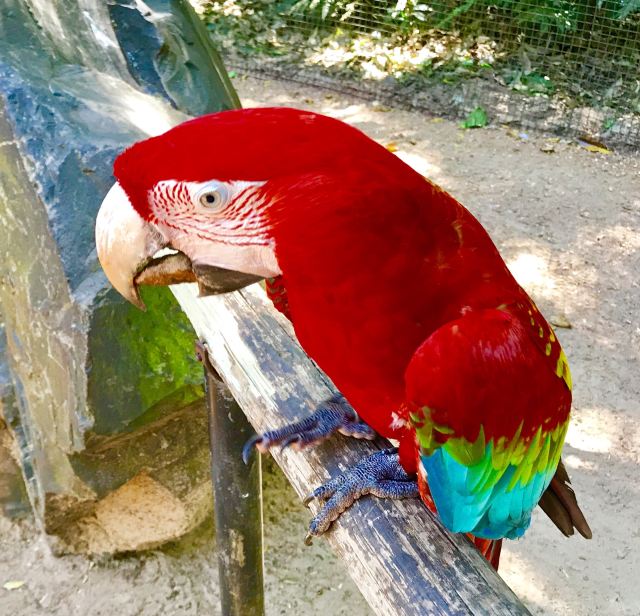 Birds Park