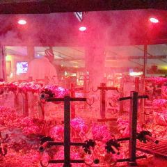 The carnivore restaurant User Photo