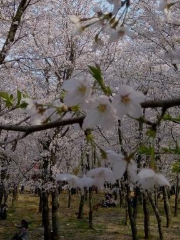 Qinzhuang Sakura Field