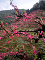 Conghua Lutian Yingzui Peach Farm