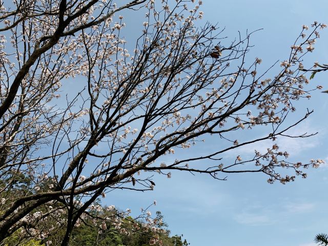 五世同堂