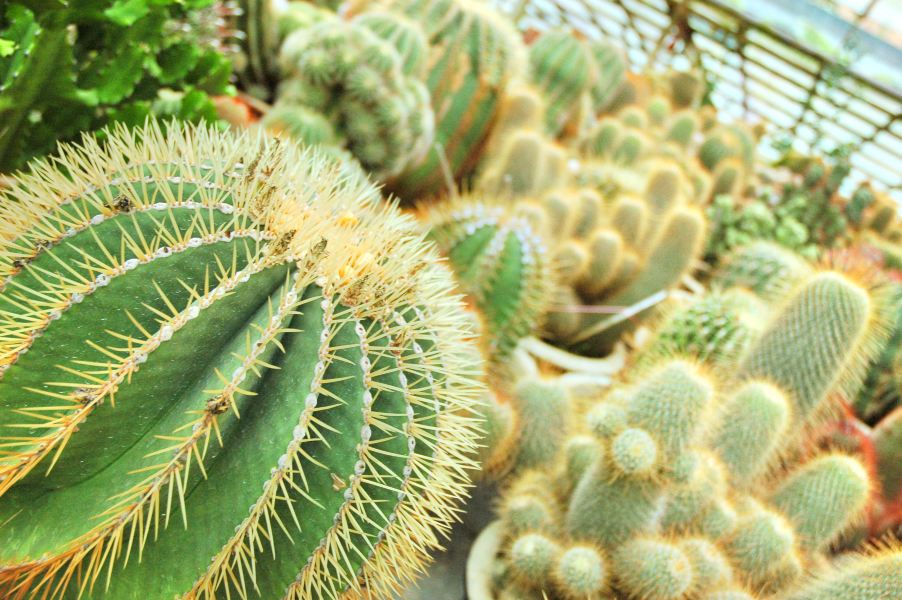 Cactus Valley