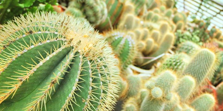 Cactus Valley