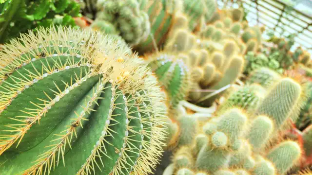 Hotel berhampiran Cactus Valley