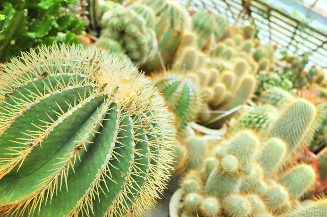 Hotel berhampiran Cactus Valley