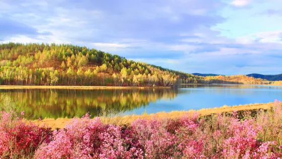 達爾濱湖國家森林公園