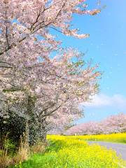 Seogwipo Sakura Road