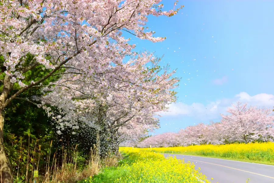 Seogwipo Sakura Road