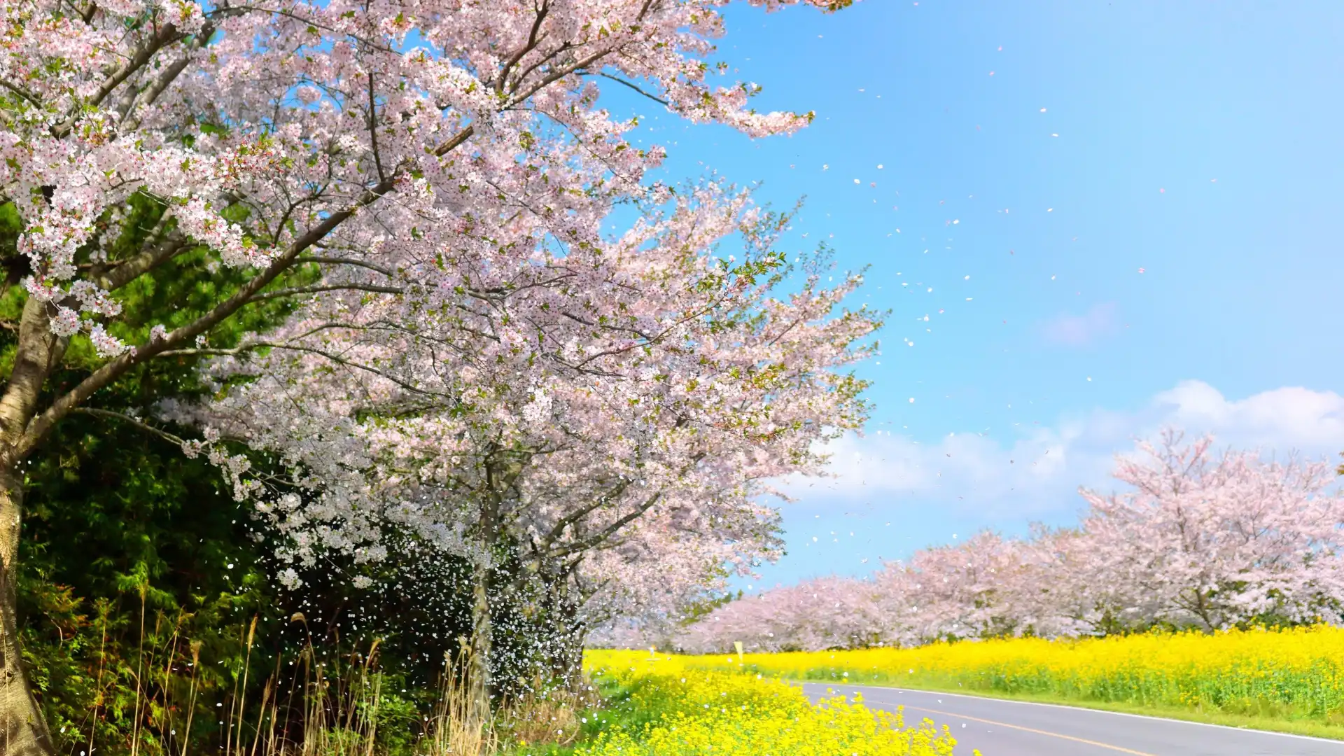 Seogwipo Sakura Road周辺のホテル
