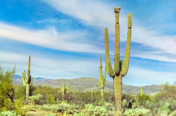 Pasco to Tucson flight