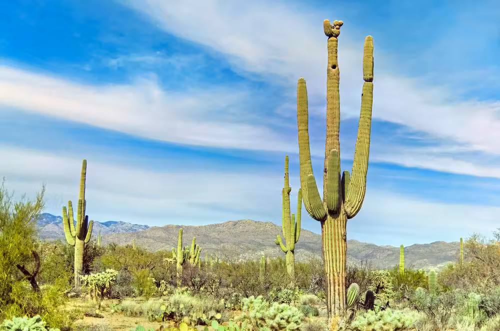 Abu Dhabi to Tucson Flights