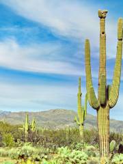 Parc national de Saguaro