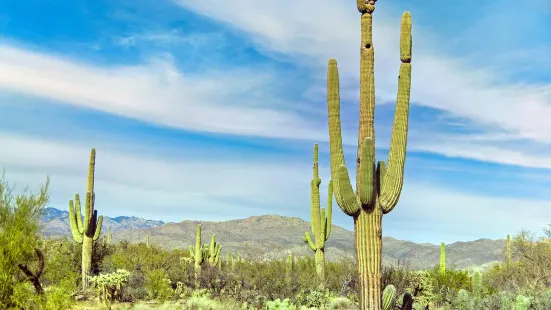 Saguaro National Park