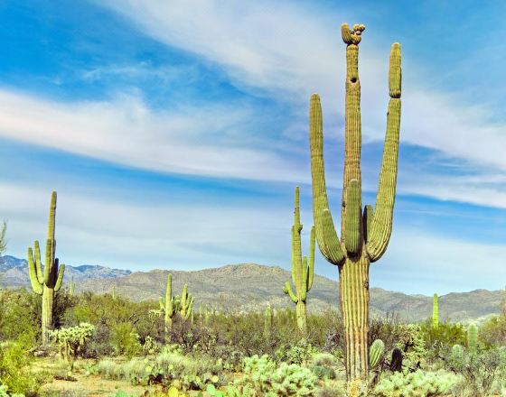 圖森 自由行套票