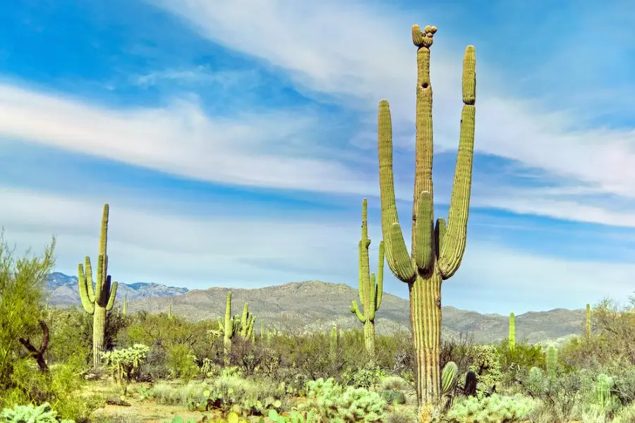 Parc national de Saguaro