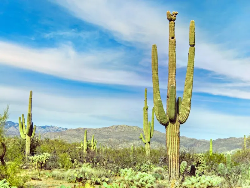Tucson