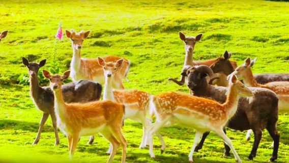 Staglands Wildlife Reserve & Café