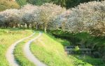 Maizuru Park