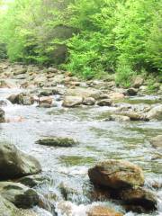 Forêt nationale de Pisgah