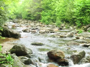 Foresta nazionale di Pisgah