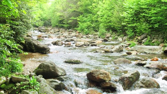 Pisgah National Forest