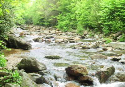 Forêt nationale de Pisgah