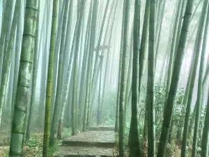 Tea Mountain and Bamboo Forest
