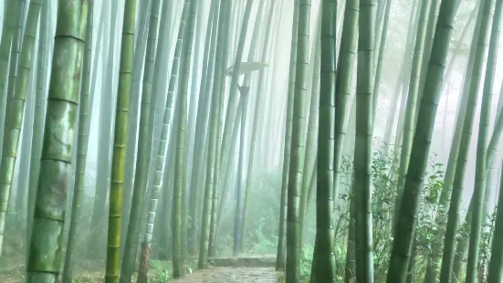 Tea Mountain and Bamboo Forest