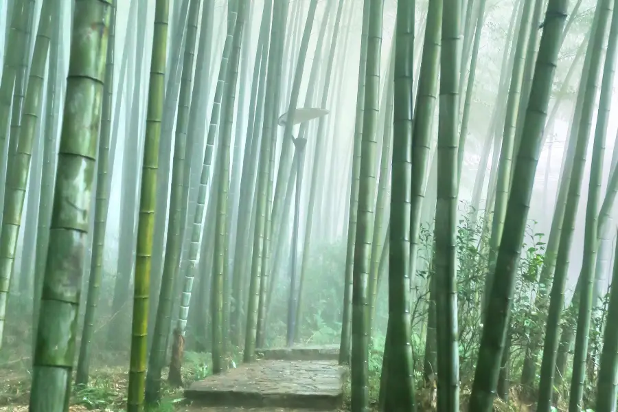 Tea Mountain and Bamboo Forest
