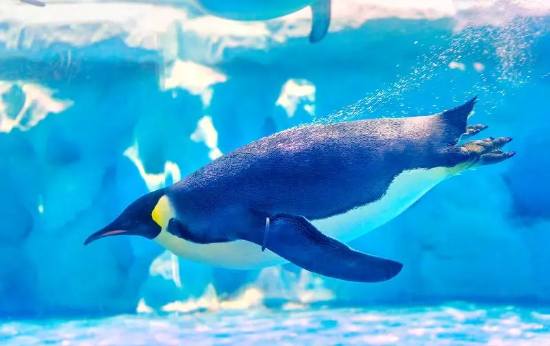 Antarctic Penguin Island