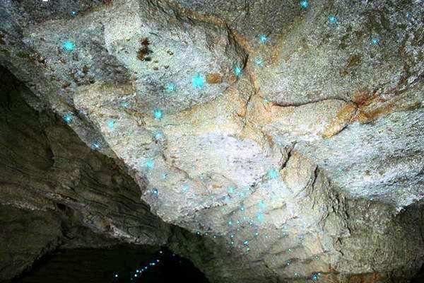 Glow Worm Tour