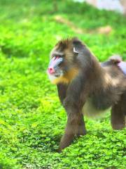 衡水野生動物園