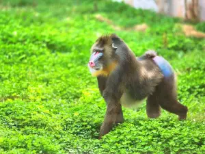 衡水野生動物園