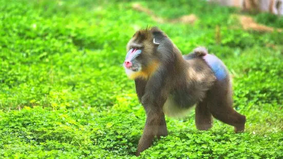 衡水野生動物園