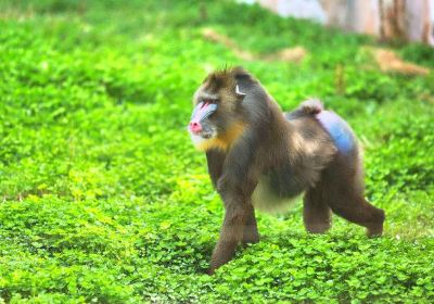 衡水野生動物園